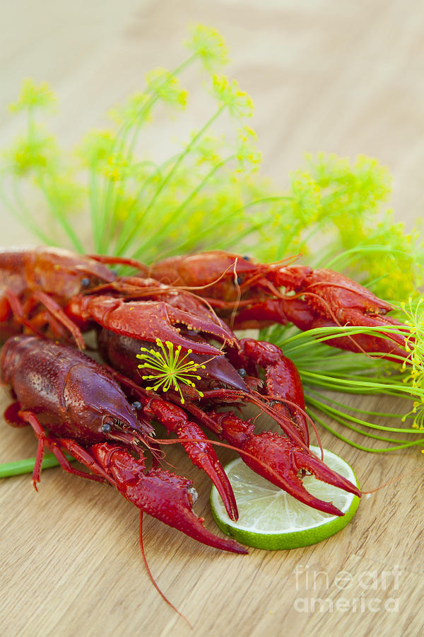 Fresh crayfish #1 Photograph by Sophie McAulay