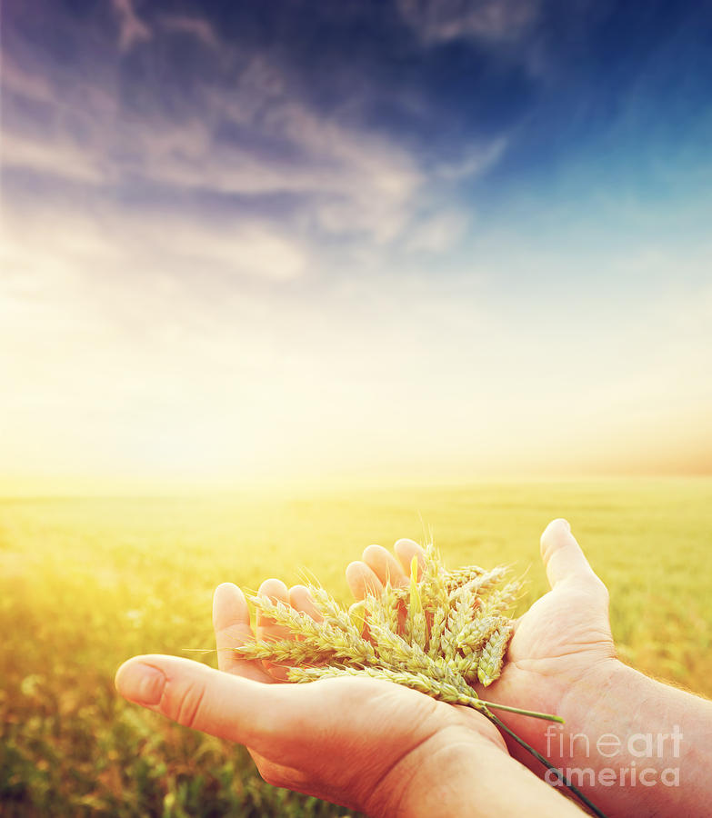 Fresh green cereal grain in farmers hands #1 Photograph by Michal Bednarek