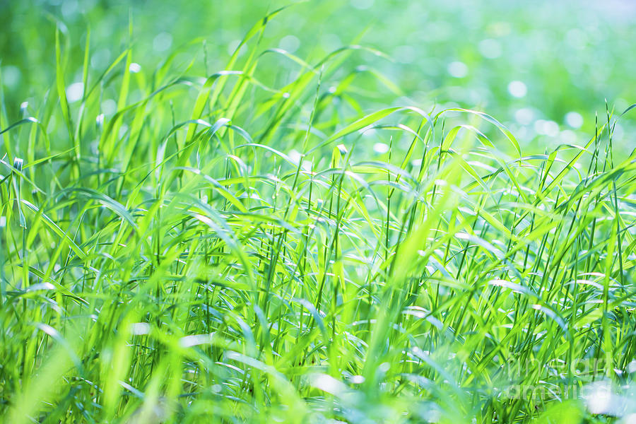 Fresh green grass background #1 Photograph by Anna Om