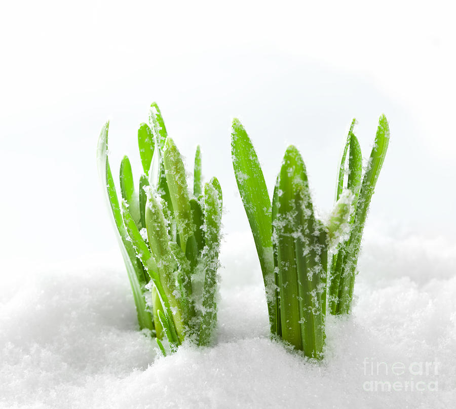 Spring Photograph - Fresh green grass growing form snow #1 by Michal Bednarek