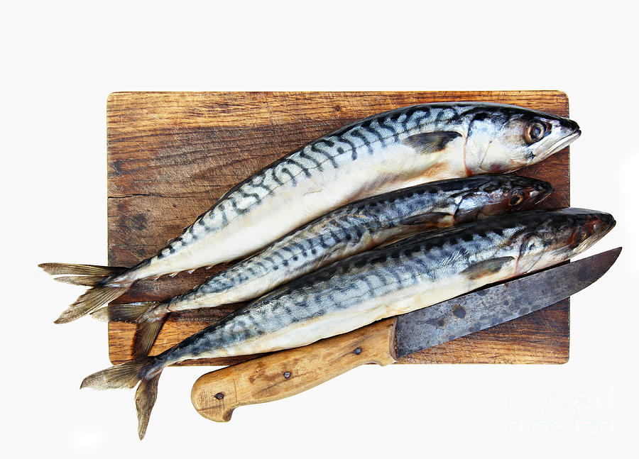 Fresh mackerels #1 Photograph by Michal Boubin