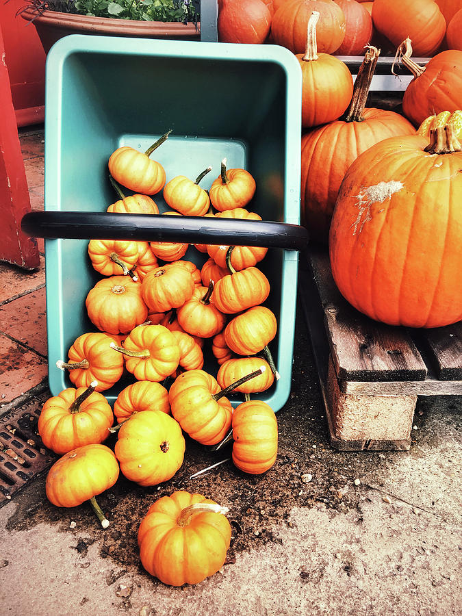 Fresh pumpkins selection #1 Photograph by Tom Gowanlock