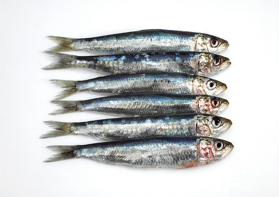 Fresh Sardines #1 Photograph by Gerard Lacz