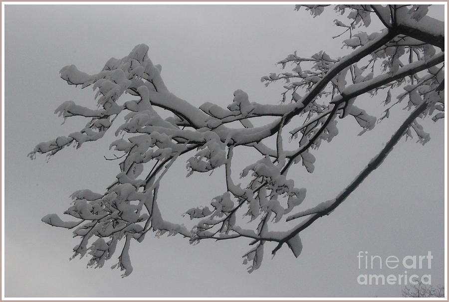 Winter Photograph - Fresh Snow on Magnolia Tree #1 by Dora Sofia Caputo