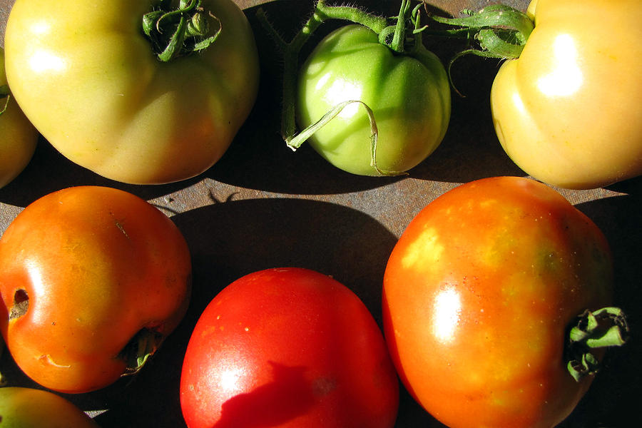 Tomato Photograph - Fresh Tomatoes #1 by Amy Tyler