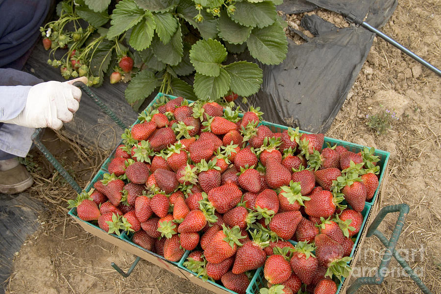 Freshly Picked Chandler Strawberries #1 Photograph by Inga Spence