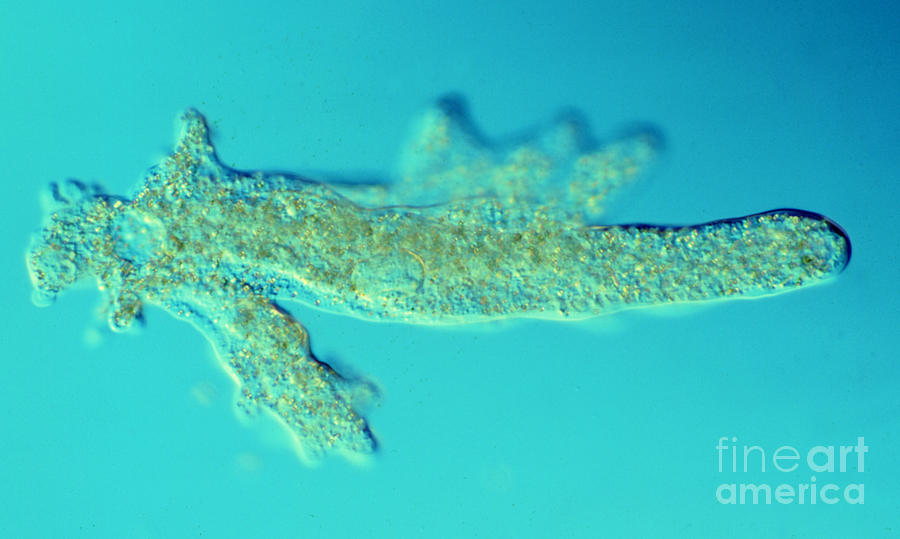 Freshwater Amoeba Proteus LM #1 Photograph by Greg Antipa