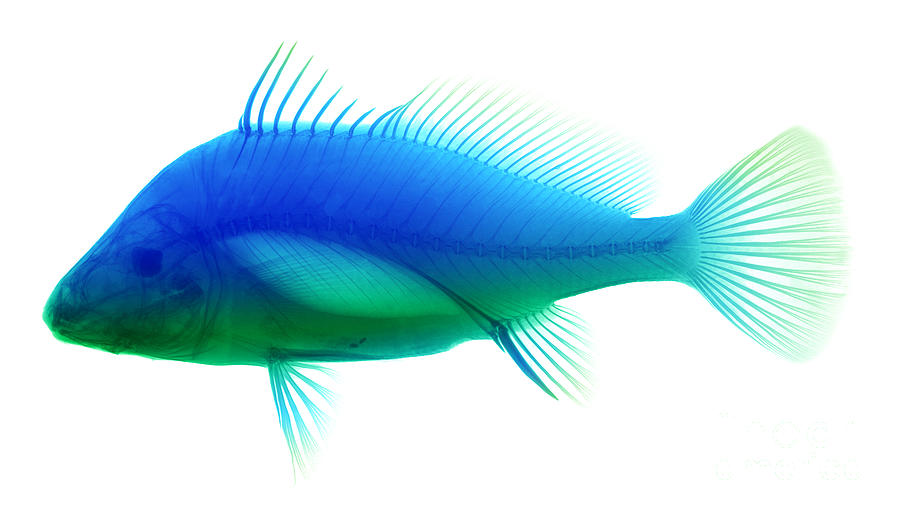 Freshwater Drum Fish, X-ray #1 Photograph by Ted Kinsman