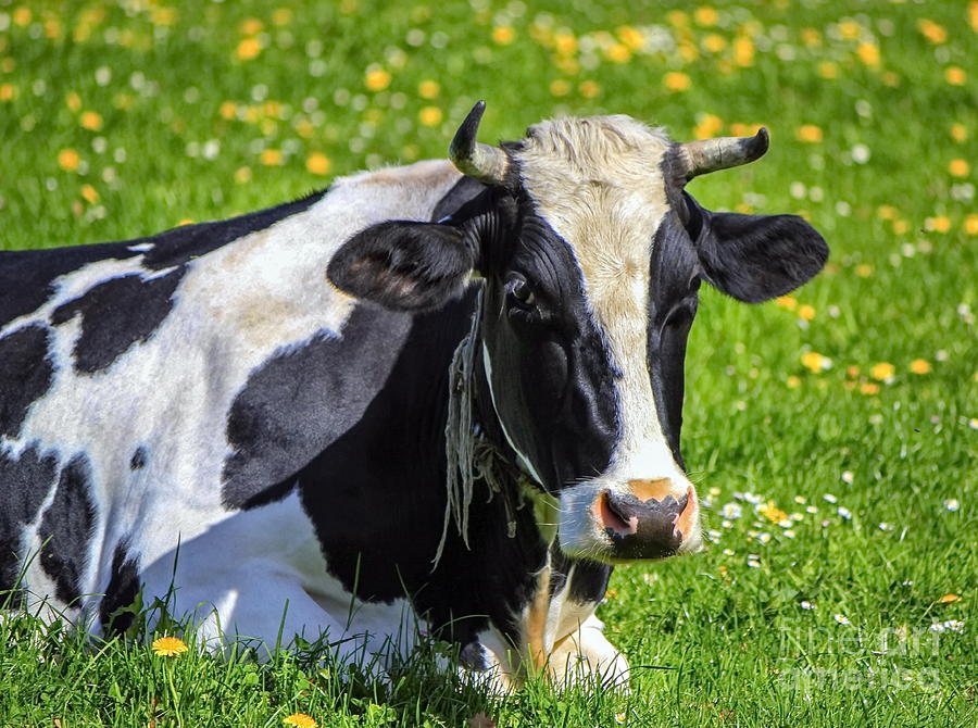 Fribourg cow resting, Switzerland #2 Photograph by Elenarts - Elena Duvernay photo