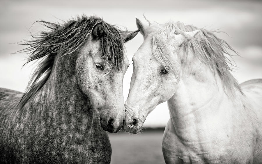 Horse Photograph - Friends IV #1 by Tim Booth