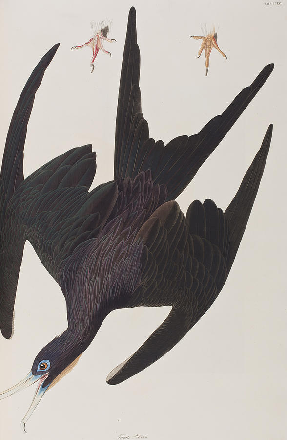 John James Audubon Painting - Frigate Pelican by John James Audubon