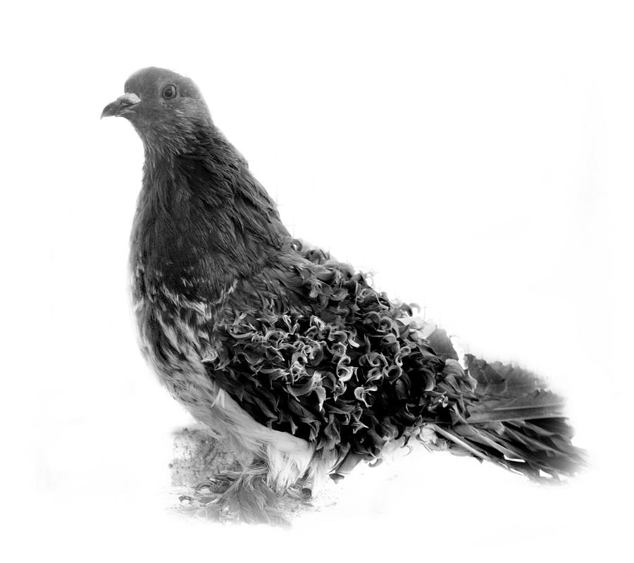 Frillback Pigeon #1 Photograph by Nathan Abbott