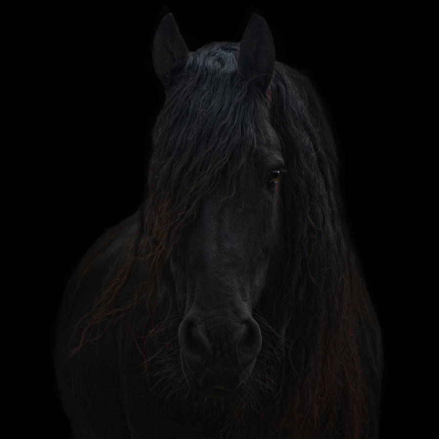 Animal Photograph - Frisian Stallion #3 by Joachim G Pinkawa