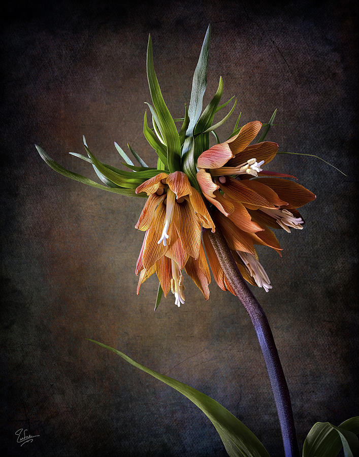 Fritillaria Imperialis #1 Photograph by Endre Balogh