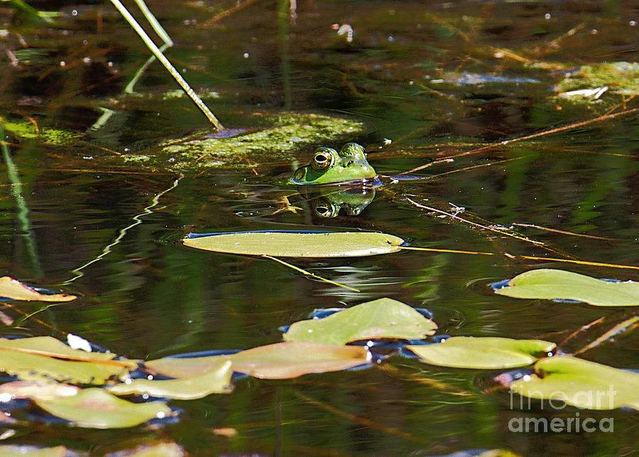 Frog #1 Photograph by Mim White