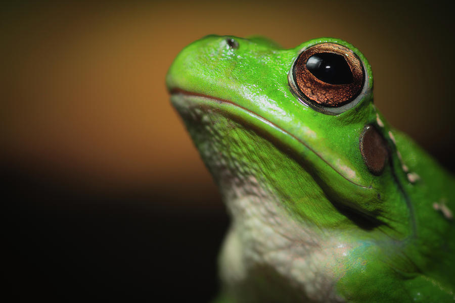 Frog Portrait - Amphibian Eyes Photograph by Dirk Ercken