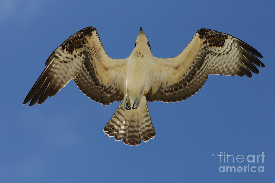 Osprey Photograph - From Below #2 by Deborah Benoit