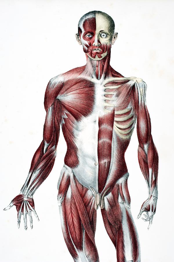 Front Of The Male Human Body Showing Drawing by Vintage ...