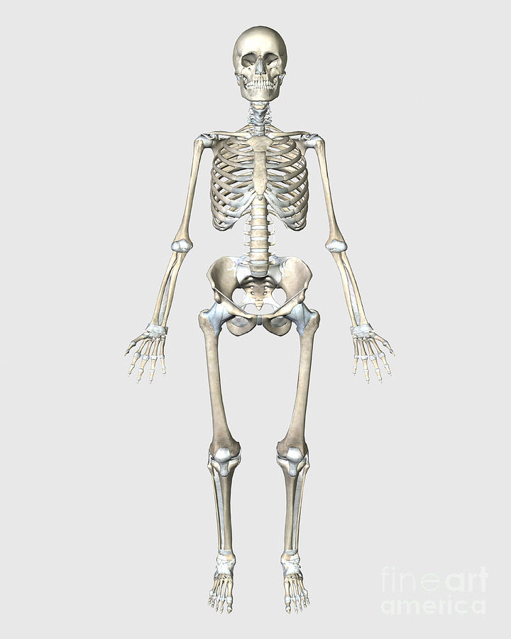 Skull Digital Art - Front View Of Human Skeletal System #1 by Stocktrek Images