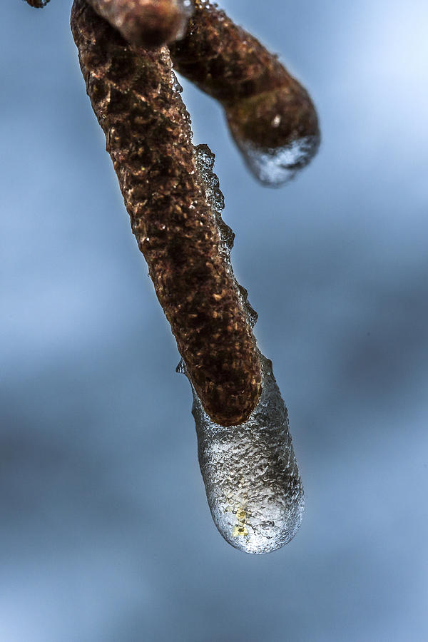 Frost #1 Photograph by Elmer Jensen
