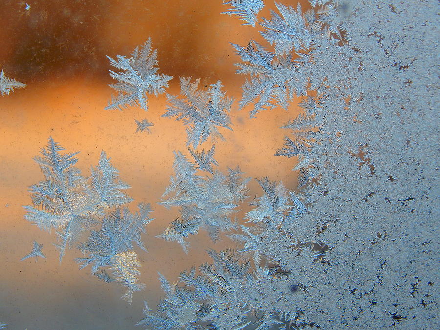 Frost #1 Photograph by Virginia White