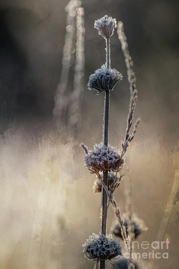 Winter Photograph - Frosted #1 by Eva Lechner