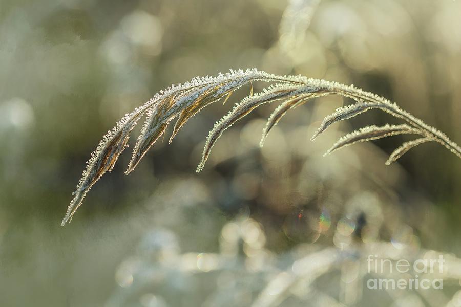 Frosted Grass #1 Photograph by Eva Lechner