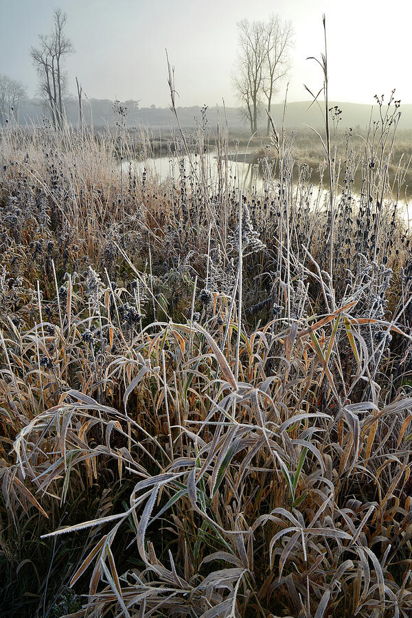 Frosted Grasses along Nippersink Creek in Glacial Park #1 Photograph by Ray Mathis