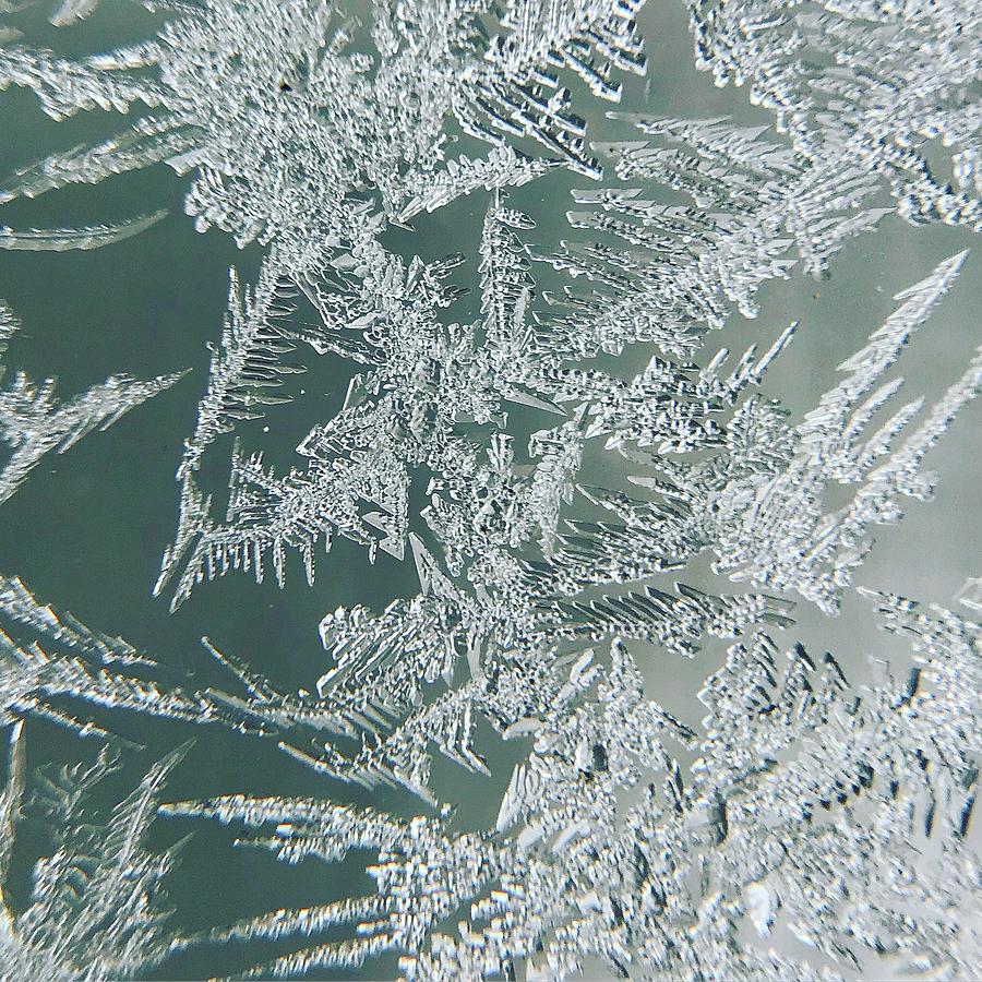 Frosted #2 Photograph by Lori Knisely