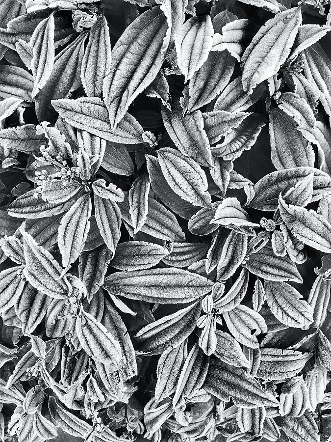 Frosty Leaves Background #1 Photograph by Tom Gowanlock