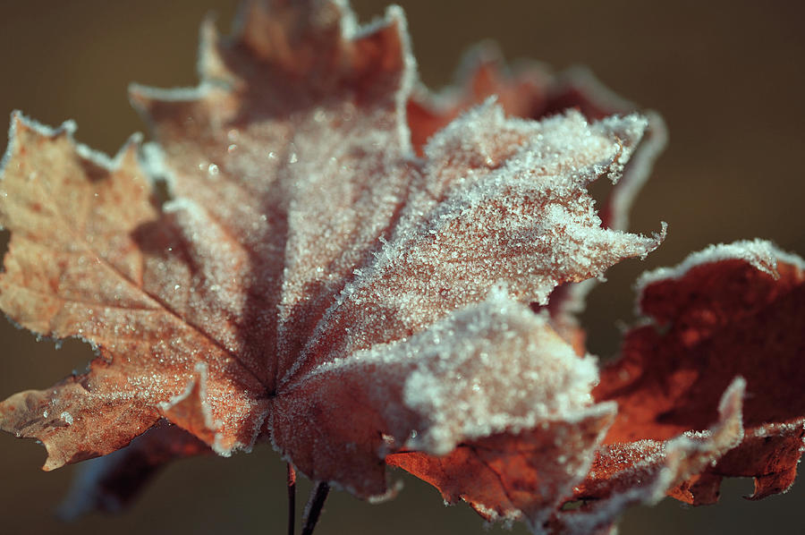 Frosty Maple Leaf #1 Photograph by Jenny Rainbow
