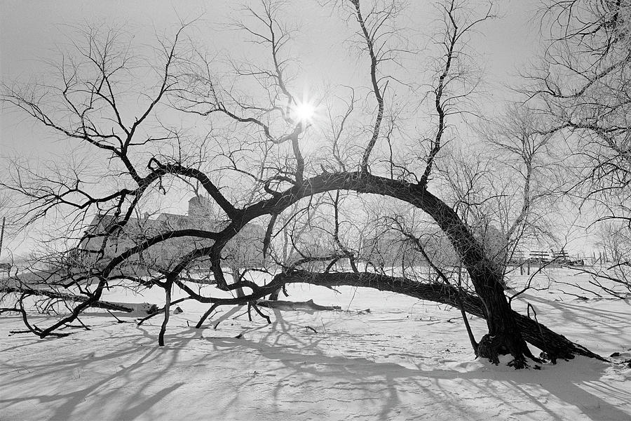 Tree Photograph - Frosty Morn by Bruce Thompson Tree Photograph - Frosty Morn by Bruce Thompson