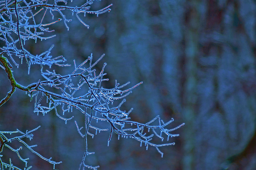 Frozen Branches #1 Photograph by Don Wolf