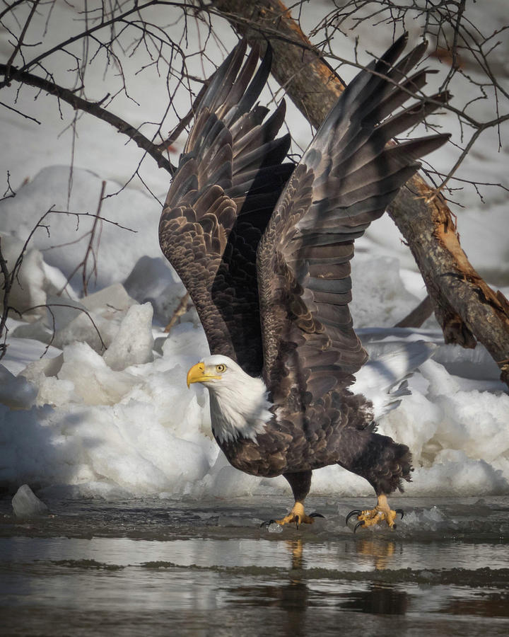 Eagle Photograph - Frozen In Time #1 by Rhoda Gerig