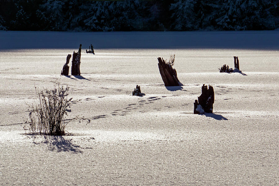 Frozen Lake #1 Photograph by Inge Riis McDonald