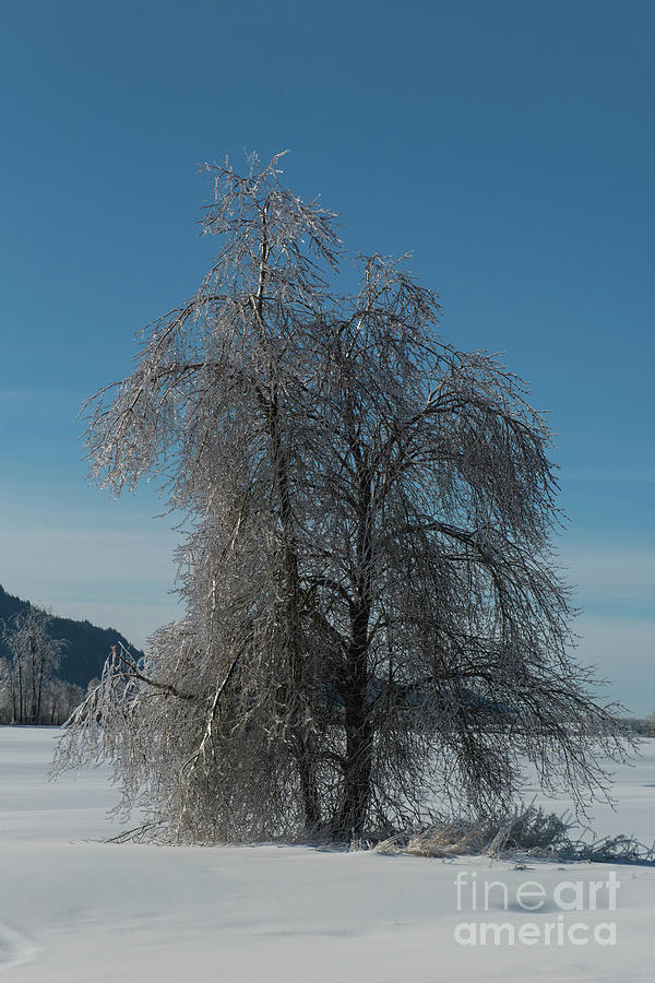 Winter Photograph - Frozen #1 by Rod Wiens