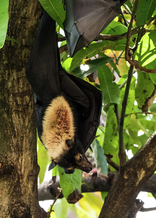 Fruit Bat Photograph by Walt Sterneman