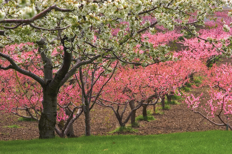 Flower Photograph - Fruit Orchard #1 by Douglas Pulsipher