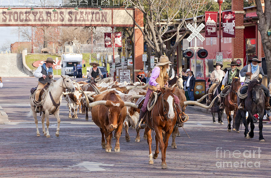 Ft Worth Longhorn Cattle Drive  #1 Photograph by Anthony Totah