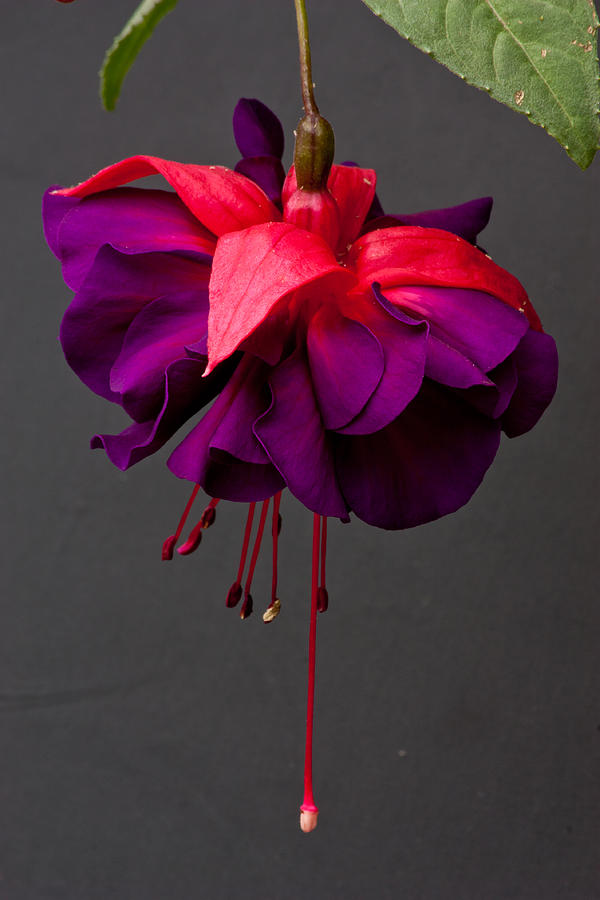 Fuchsia #1 Photograph by Dawn OConnor