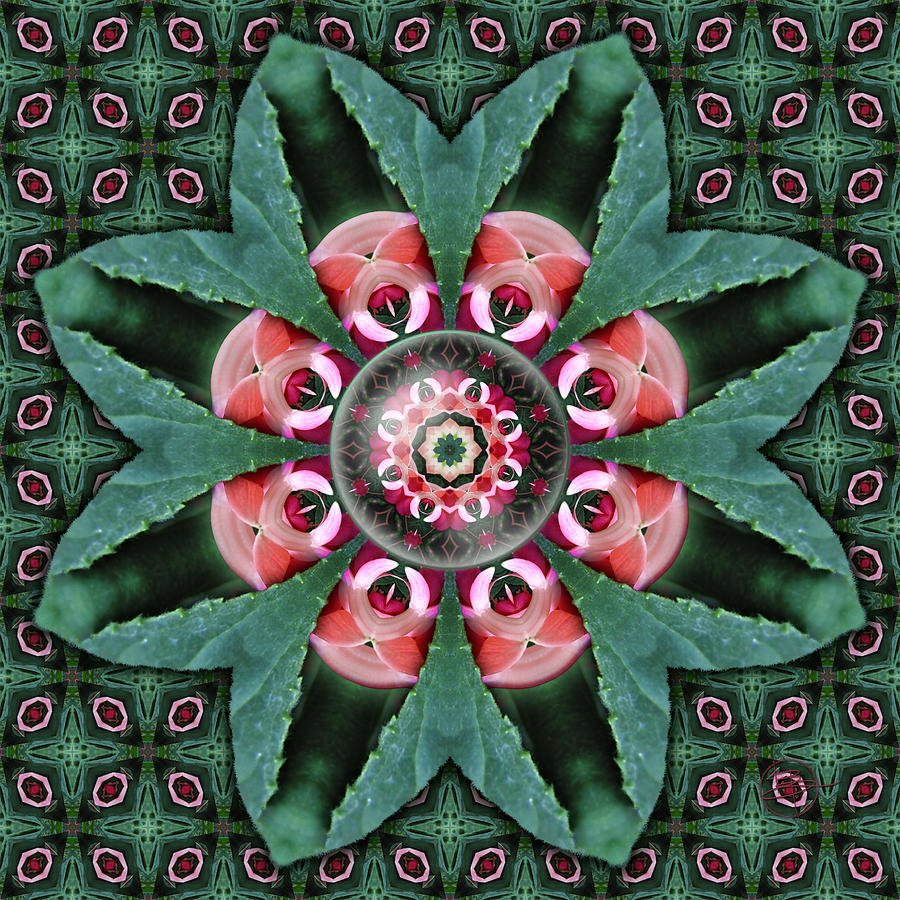 Los Angeles Photograph - Fuchsia Enfolding by Karen Hochman Brown Los Angeles Photograph - Fuchsia Enfolding by Karen Hochman Brown