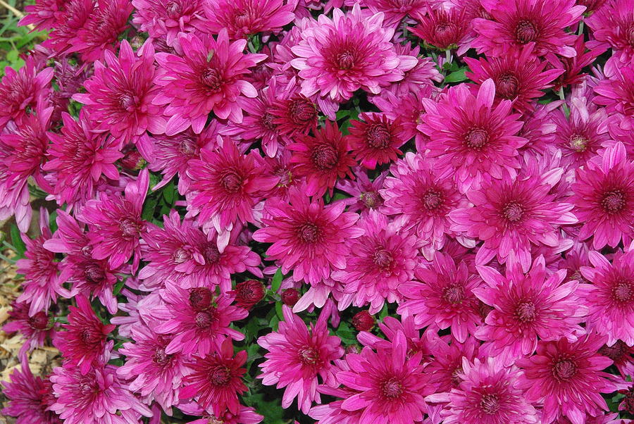 Fuchsia Mums Photograph by Robyn Stacey - Fine Art America