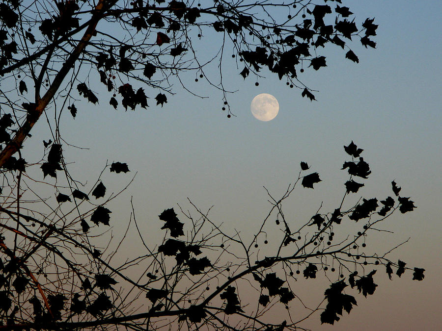 Nature Photograph - Full Moon #1 by Martie DAndrea