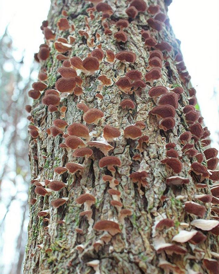 Atlanta Photograph - #fungus #nature_shooters #naturelovers #1 by Kazan Durante