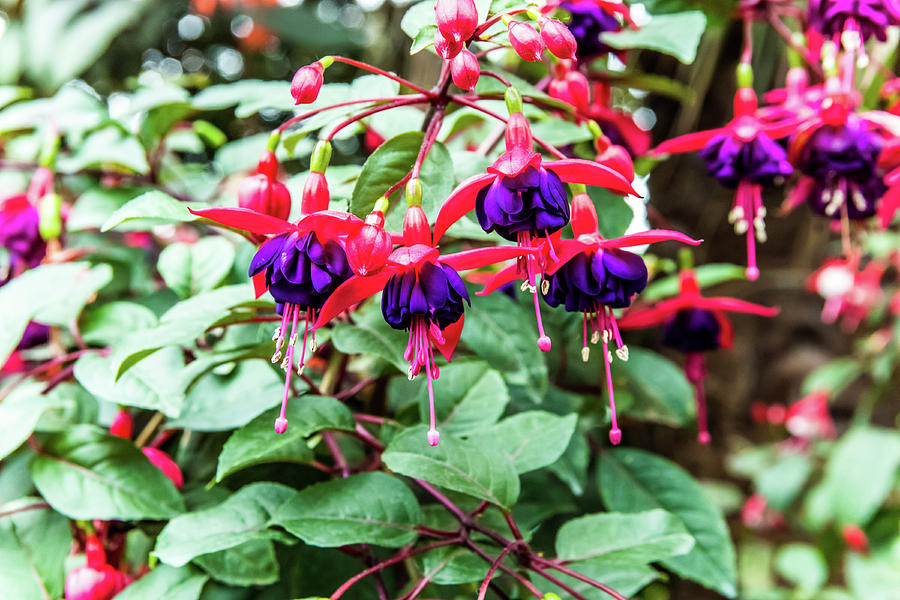 Fuschia Flower Dome Singapore Photograph by David Rolt - Fine Art America