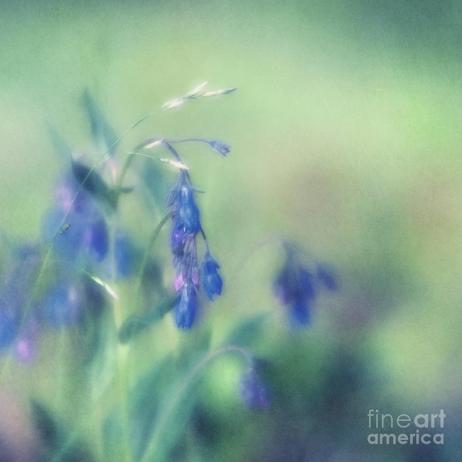 Flower Photograph - Bluebells by Priska Wettstein