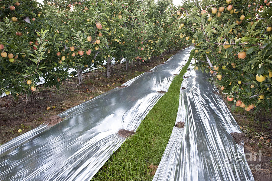 Gala Apple Orchard #1 Photograph by Inga Spence
