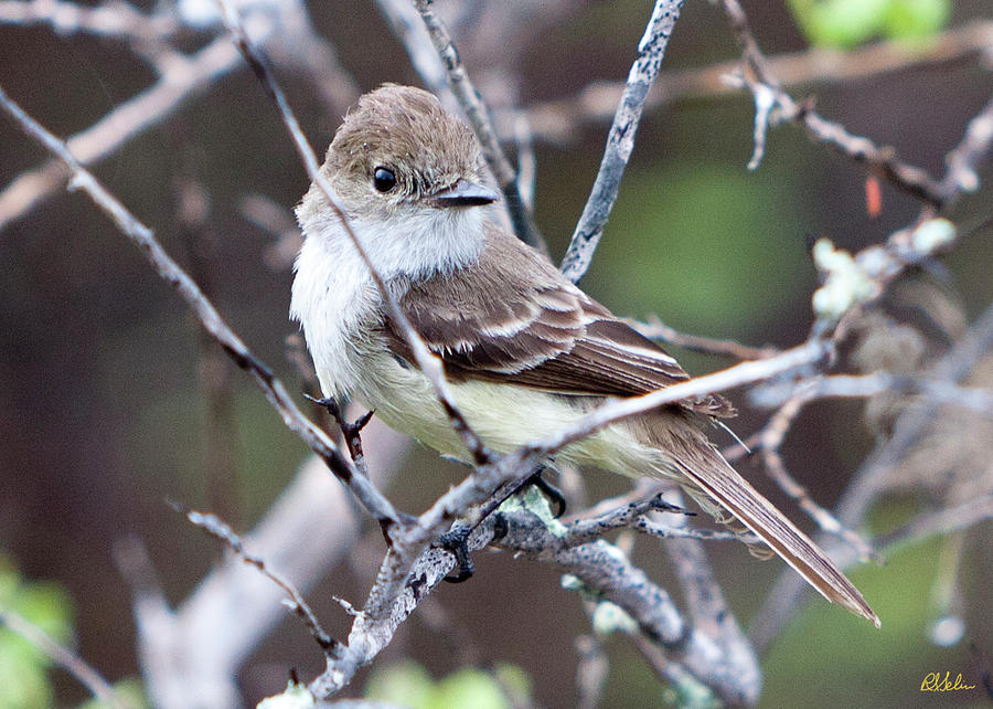 Galapagos Flycatcher Photograph by Robert Selin - Fine Art America