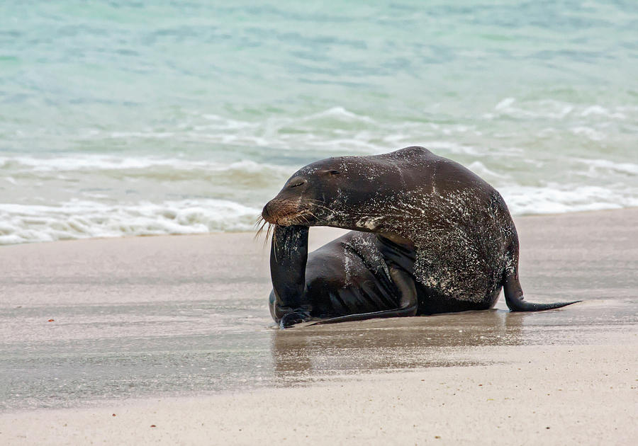 Galapagos Sea Lion Scratching #1 Photograph by Sally Weigand