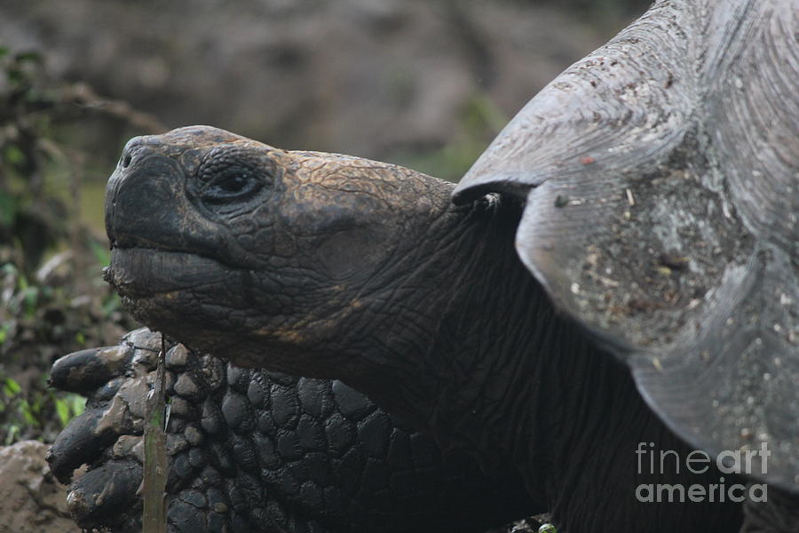 Galapagos Tortoise #1 Photograph by Maxine Kamin